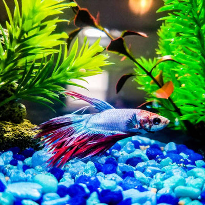 Why owning a fish is harder than it seems
