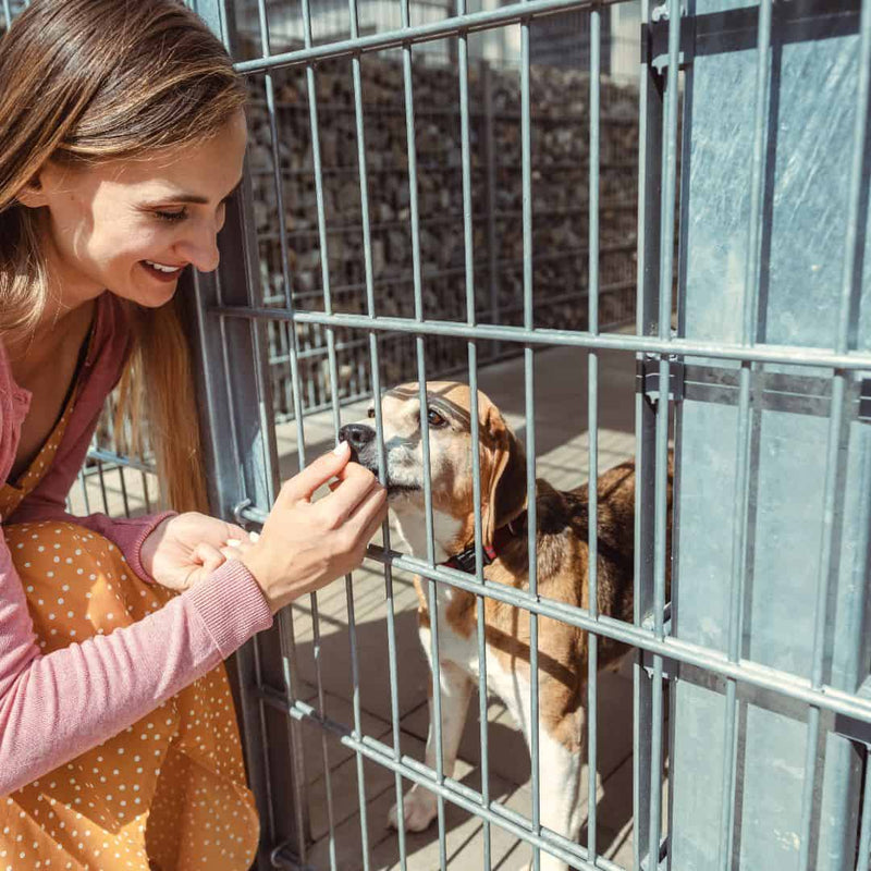 Should you adopt a rescue or should you shop for your next pet?