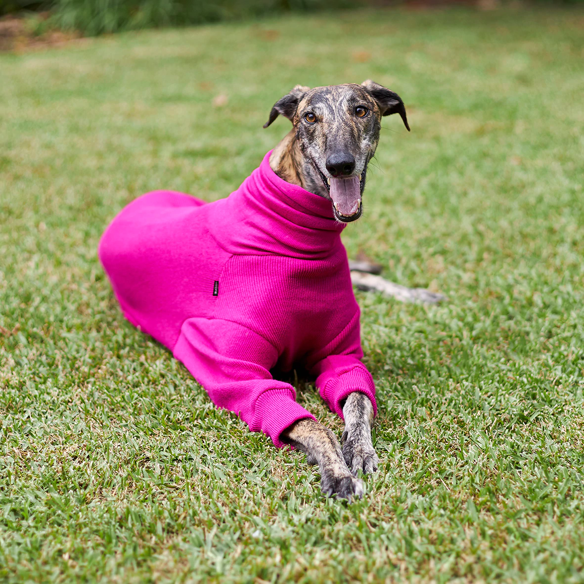 Greyhounds clearance in jumpers