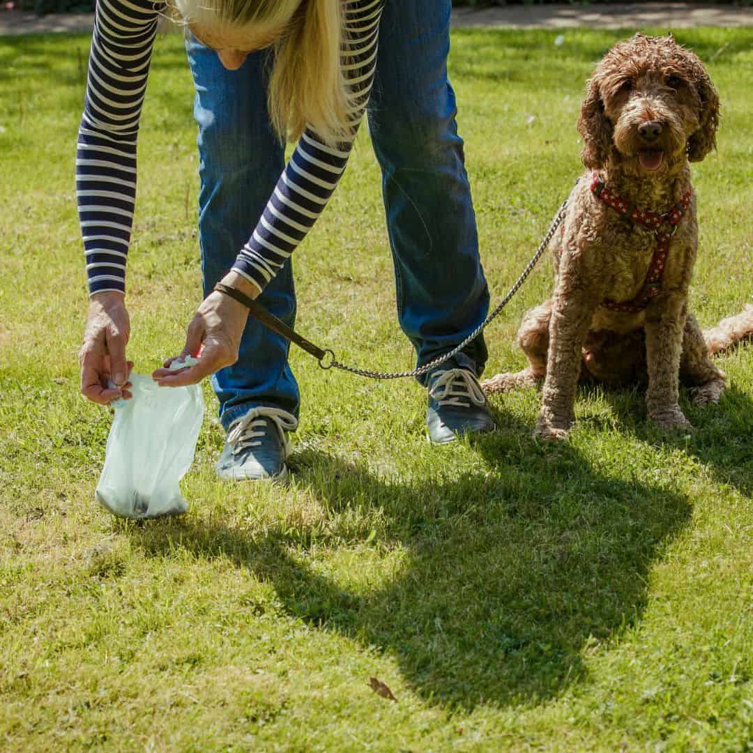 Clean up after your pup: Why cleaning dog poo during a walk is essential