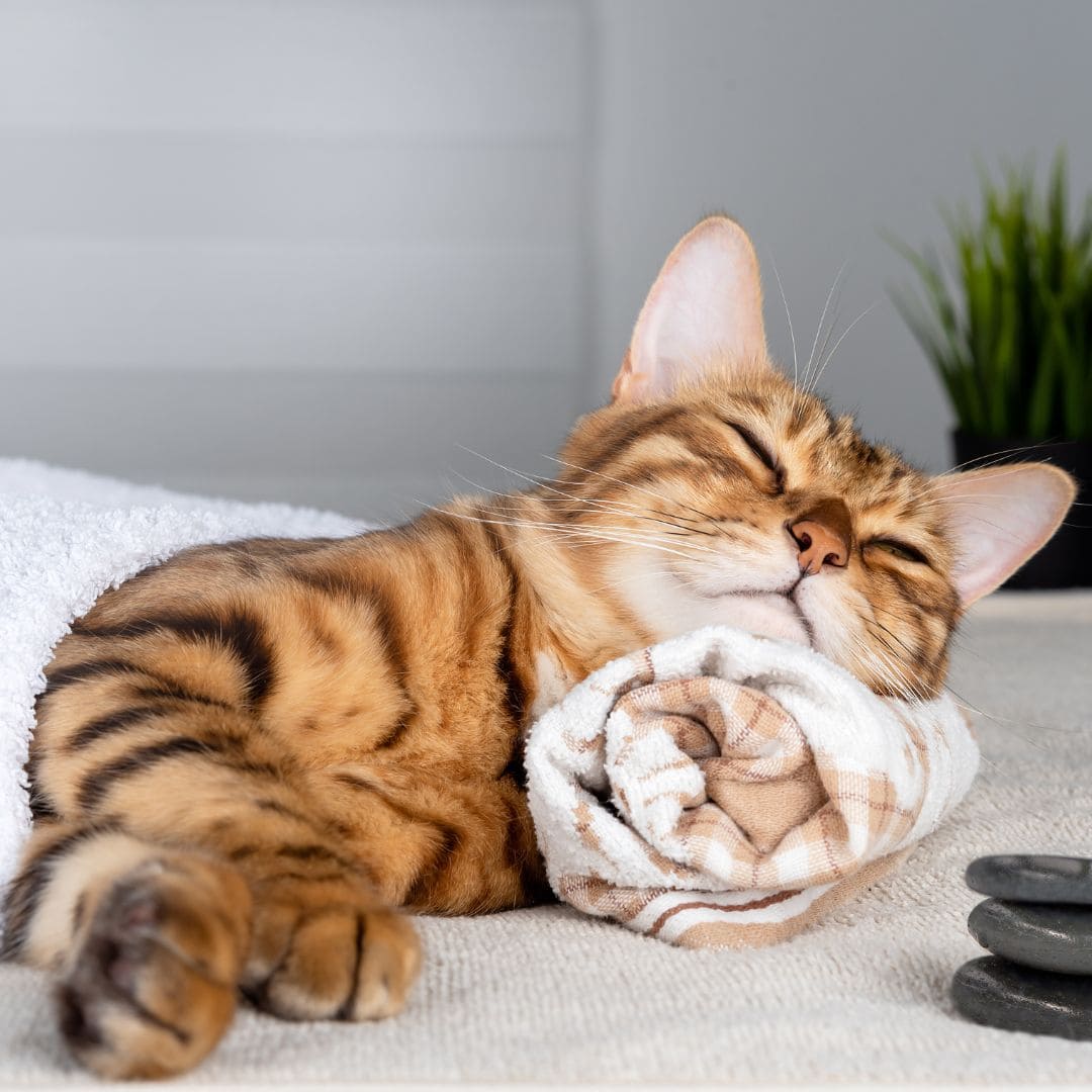 The benefits of pet massages