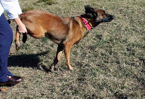 Subduing dog fights with the wheelbarrow technique