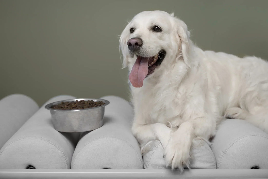 What Things Should We Consider When Choosing Nutritious Rich Dog Food?
