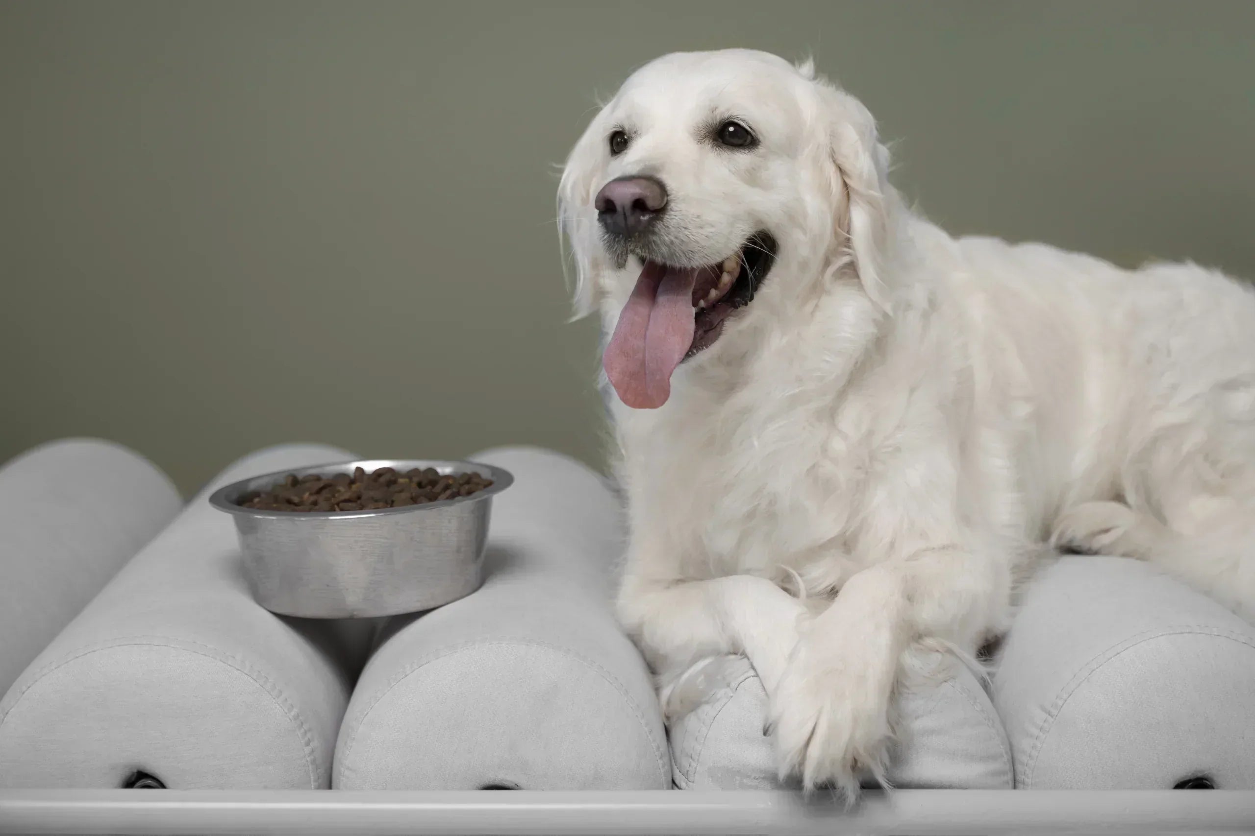 What Things Should We Consider When Choosing Nutritious Rich Dog Food?