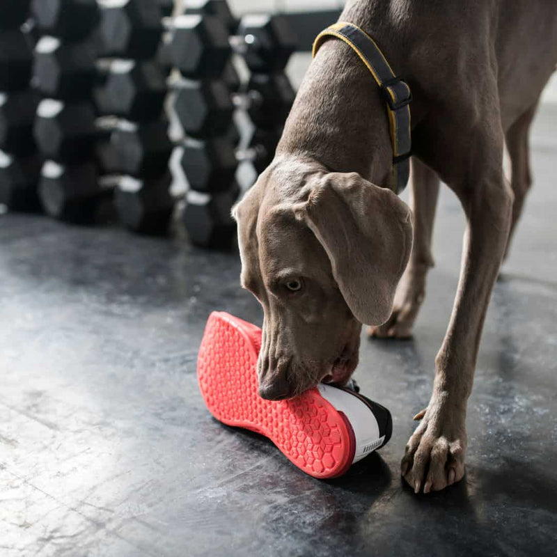 Have a perpetual chewer? Here’s how to stop your dog from chewing everything