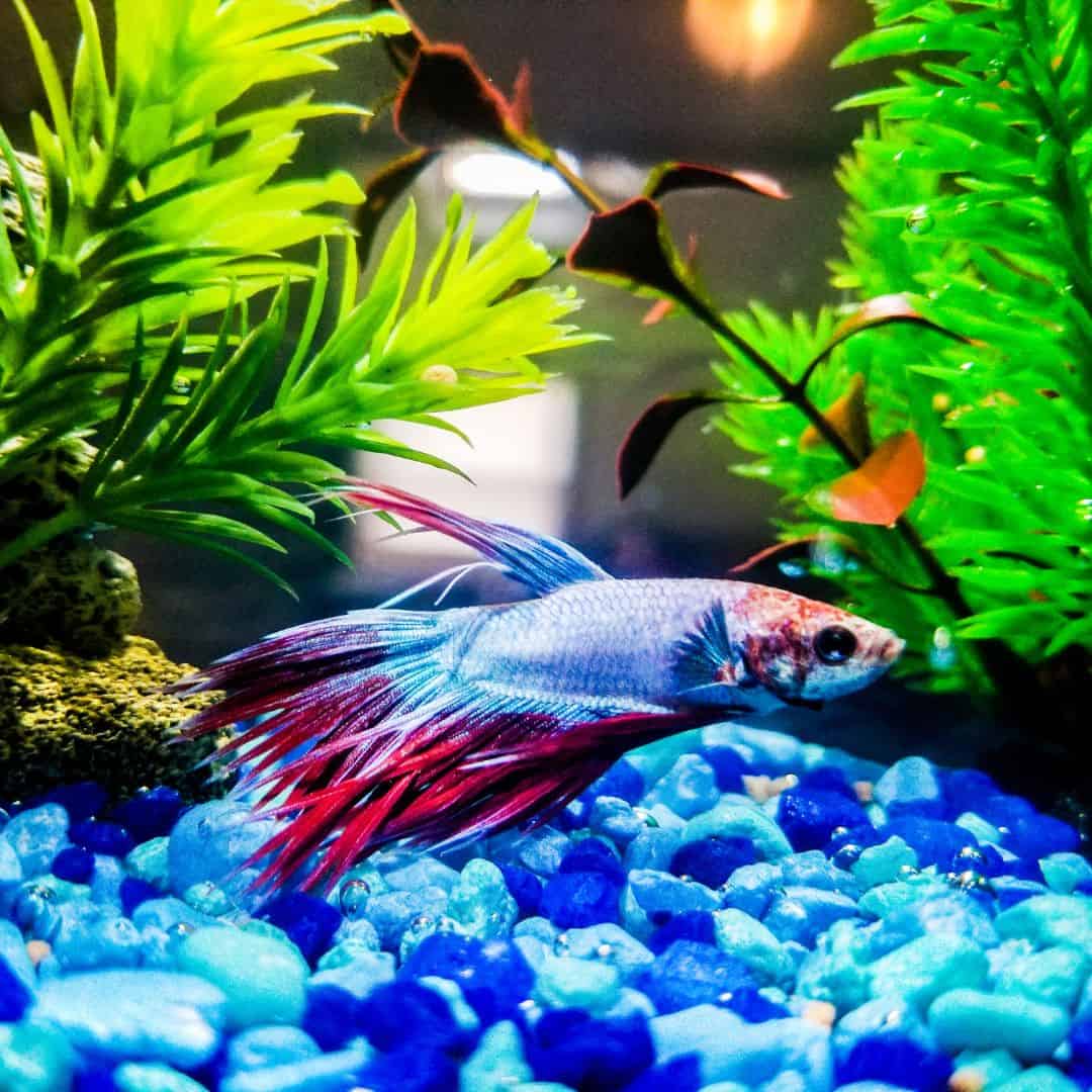 Why owning a fish is harder than it seems
