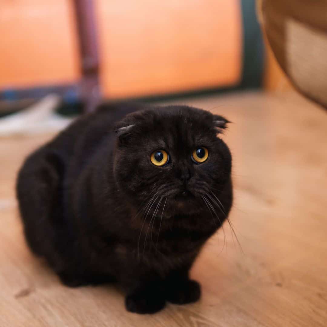 Managing Cats with Anxiety