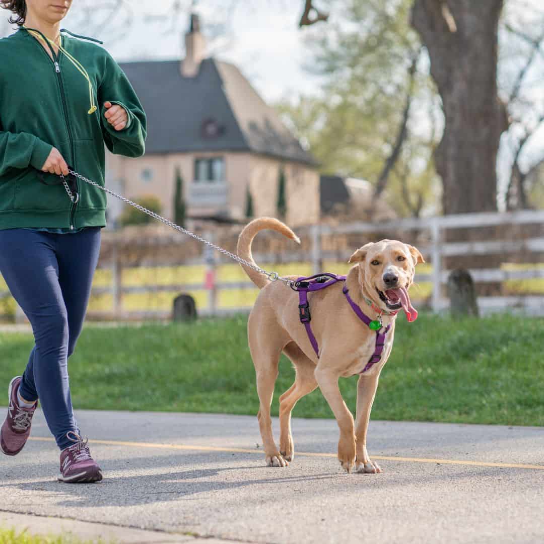 Dog Walking Tips