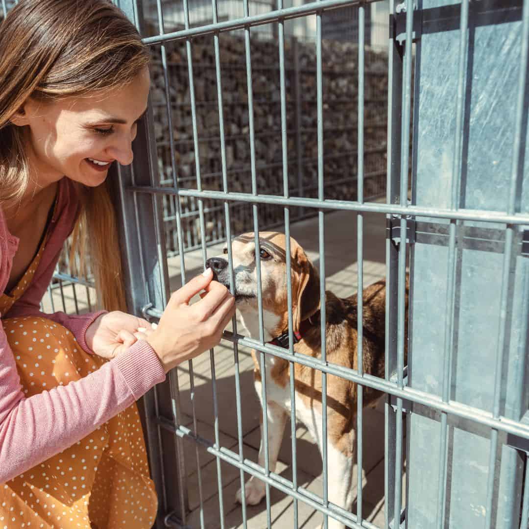 Should you adopt a rescue or should you shop for your next pet?
