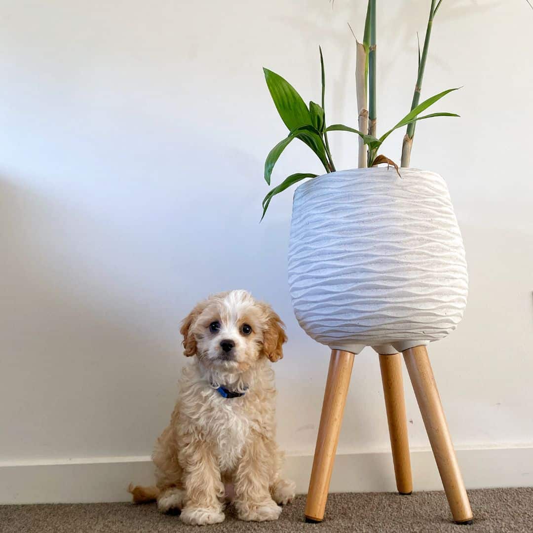 Pets & Plants
