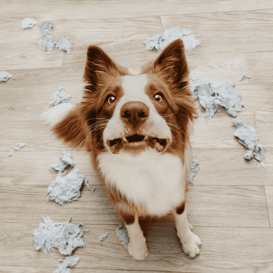 Why do dogs destroy their toys?