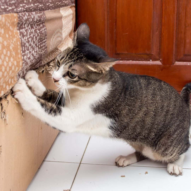 Try these tips to stop your cat from scratching the furniture