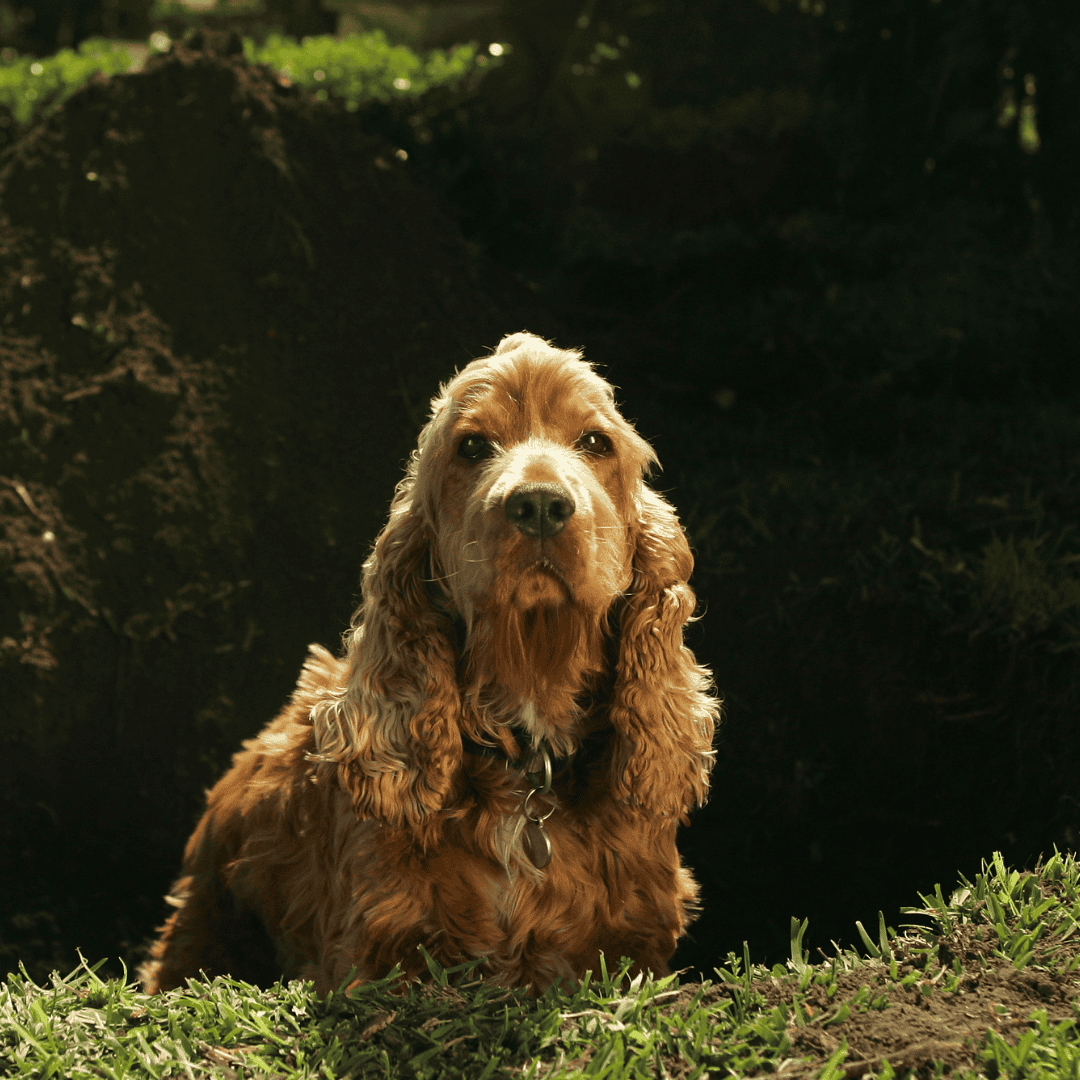 Why do dogs dig?