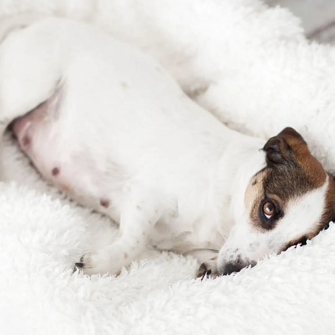 How can you prepare your dog for pregnancy?