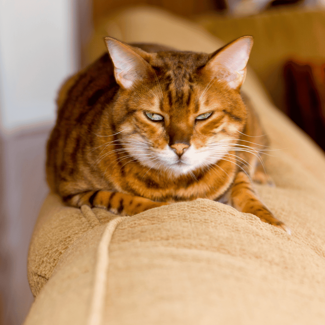 How to calm your pet in tense situations