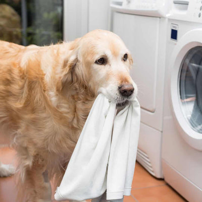 Why do dogs eat clothing?