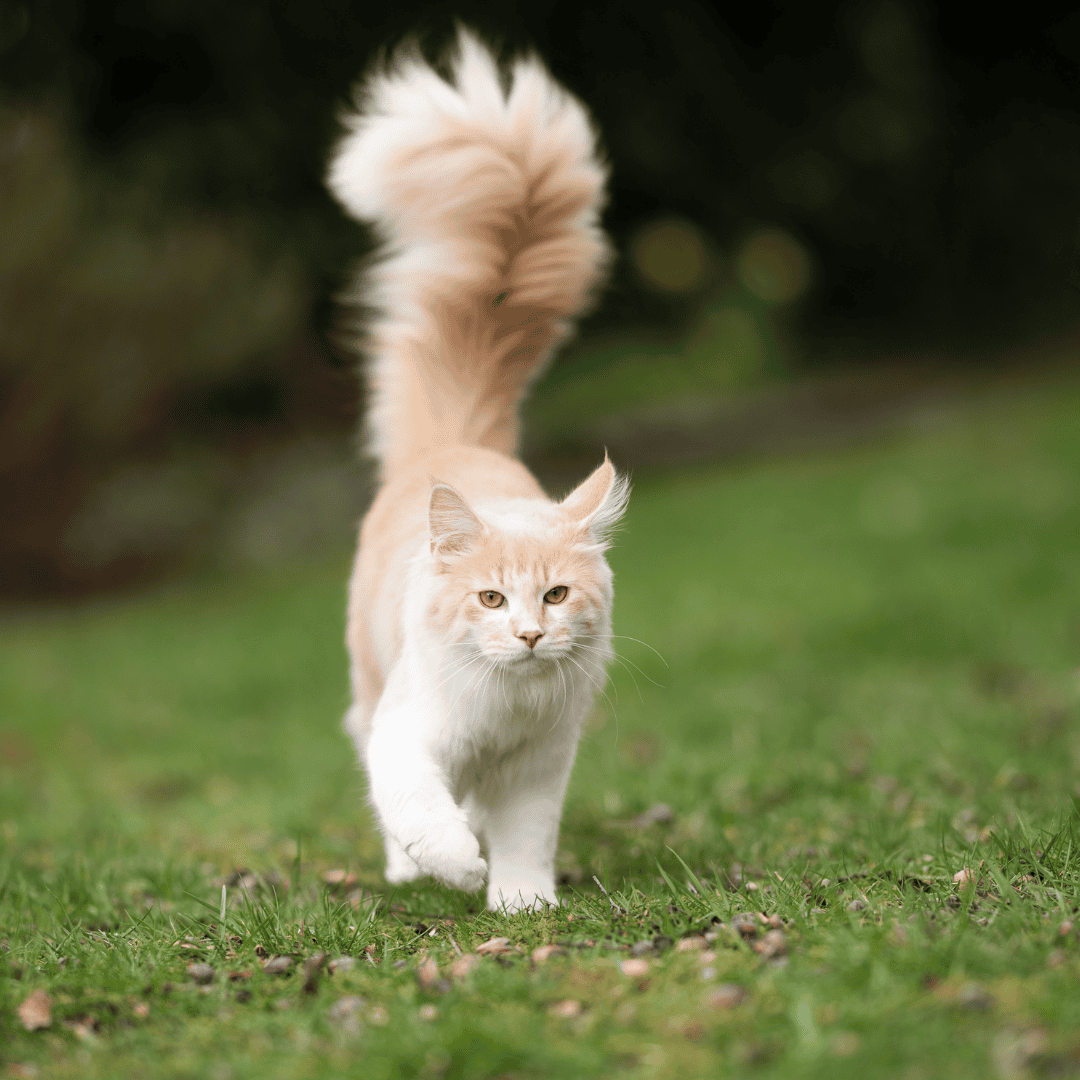 What is your cat's tail trying to tell you?