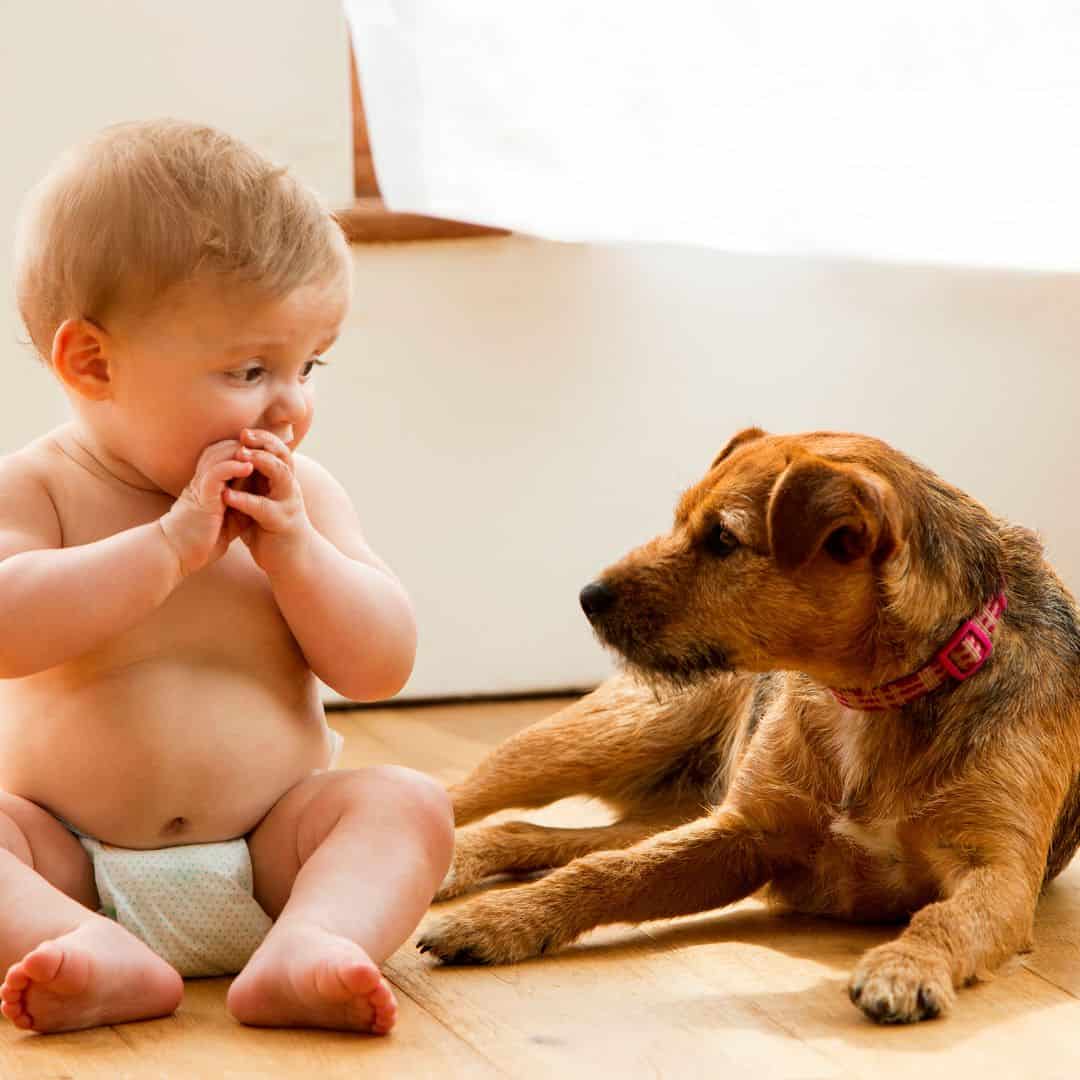 How to successfully introduce your pet to your new baby