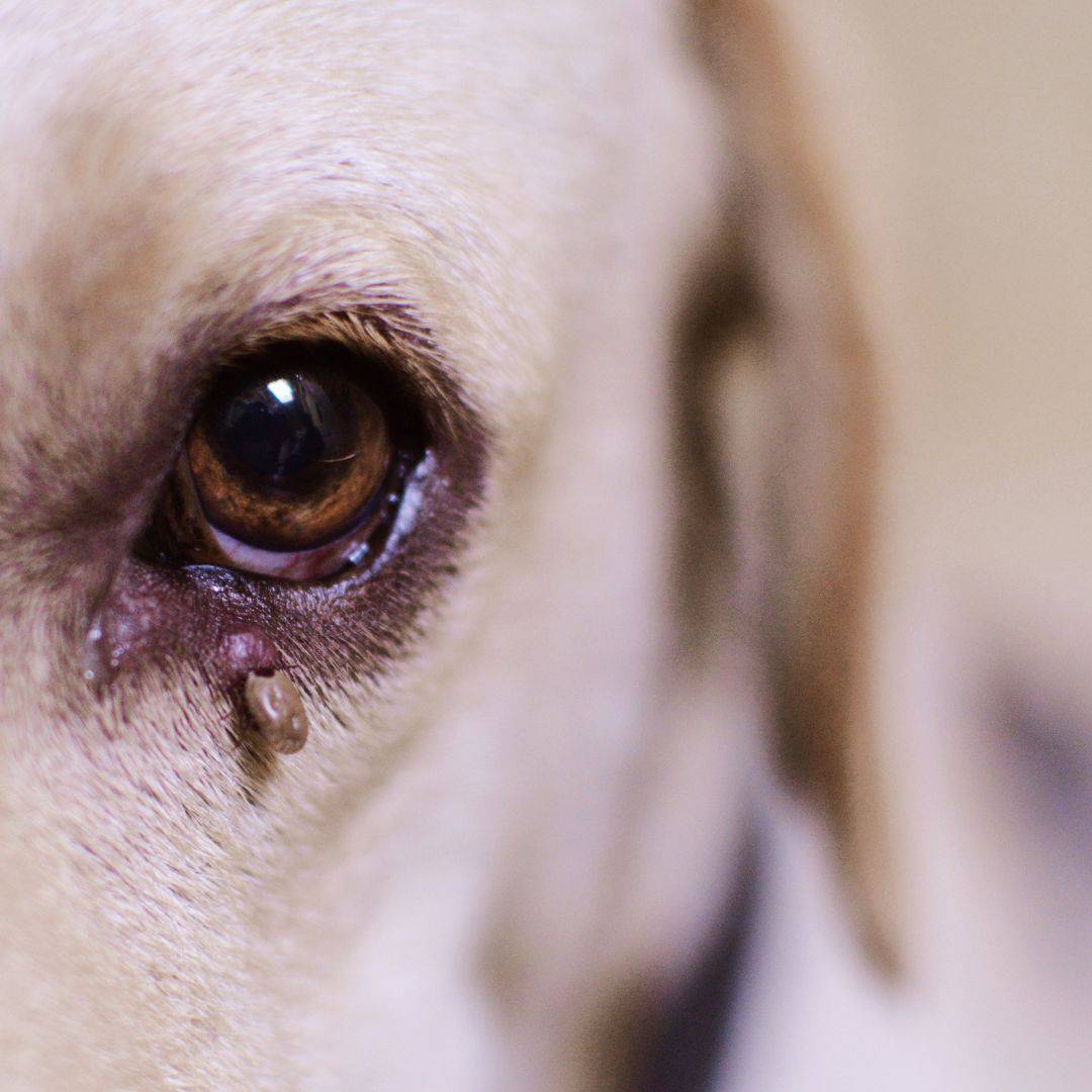 Eye discharge in dogs. What is it, and how can you treat it?