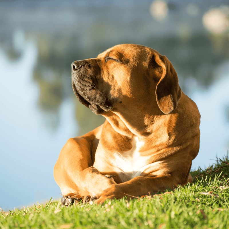 What can you do to keep your pet cool this summer?