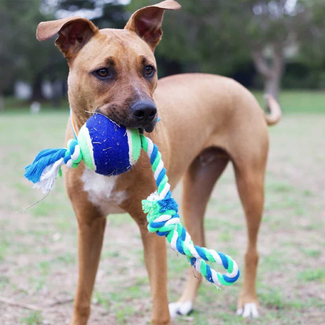 What are the best dog toys?