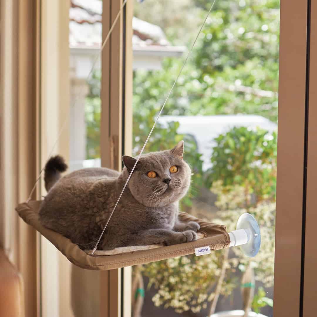 These are the perfect Christmas gifts for your pets this year