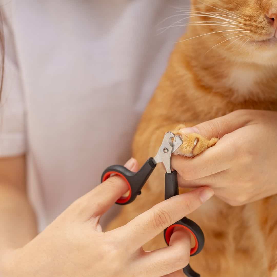 Don't Forget To Cut Their Nails: Why Pet Nail Trimming Is Essential