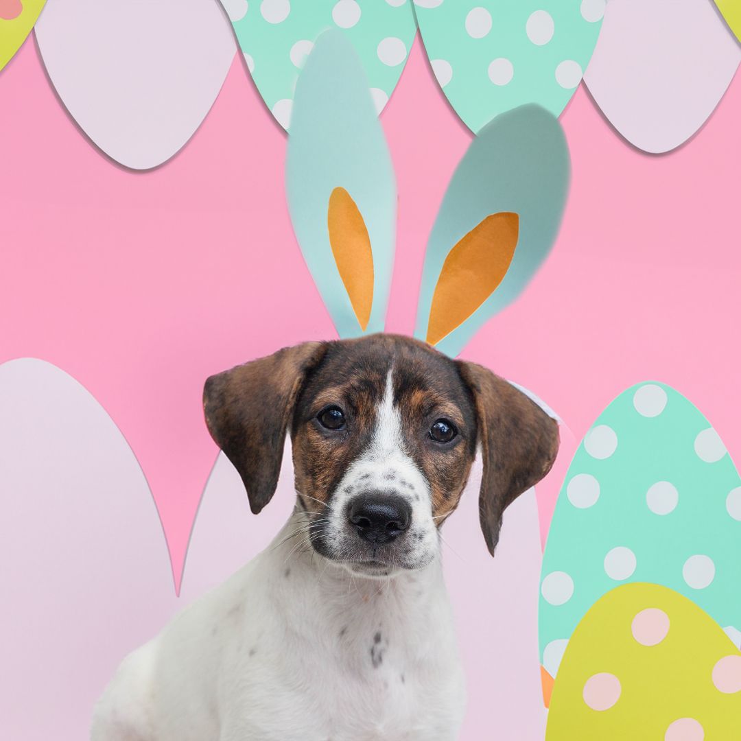 Hop Into A Pet-Friendly Easter