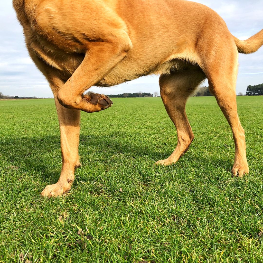 How do you know if your pet is in pain?