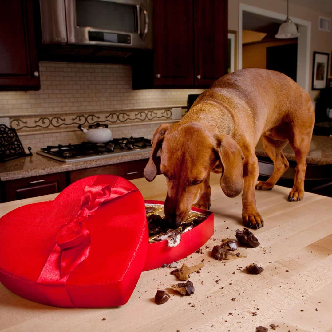 Keep Your Pet Clear Of These Dangerous Valentine's Day Treats