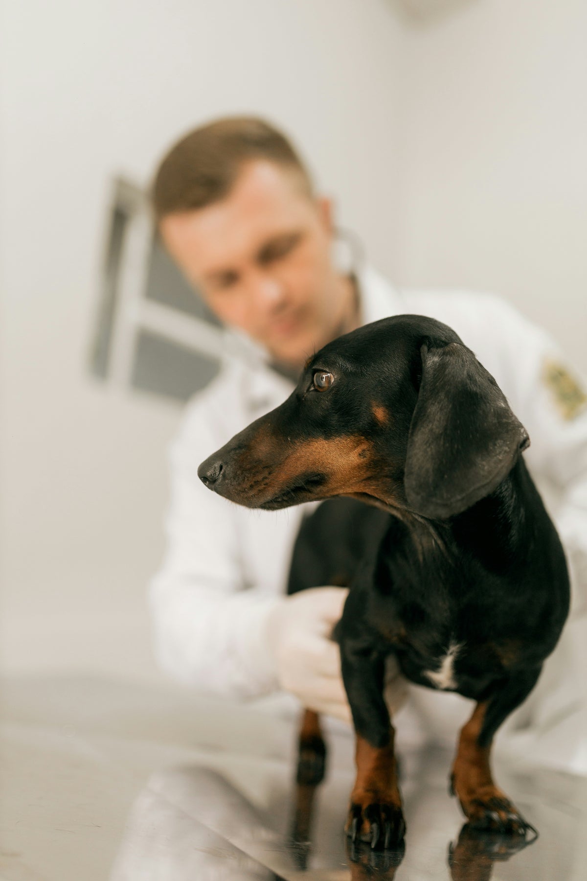 What Does A Healthy Weight Look Like In Dogs?
