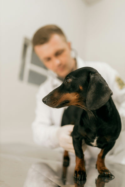 What Does A Healthy Weight Look Like In Dogs?