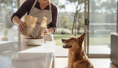 How to Switch Dog Food: A Nurturing Guide to a Happy Tummy