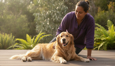 Pet Flea and Tick Treatments Online: The Definitive Australian Buyer’s Guide