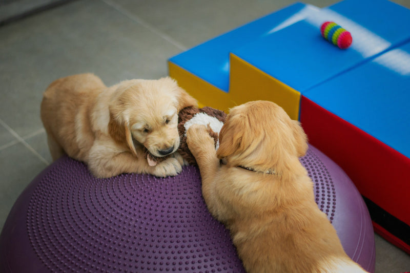 How to Keep Pets Entertained Indoors in Winter