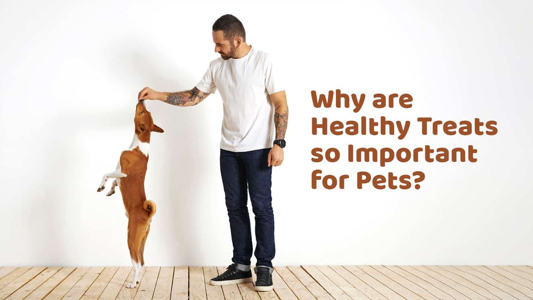Why are Healthy Treats so Important for Pets?