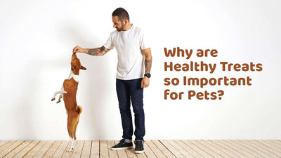 Why are Healthy Treats so Important for Pets?