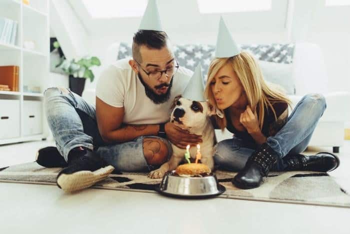 The Humanisation of Pets
