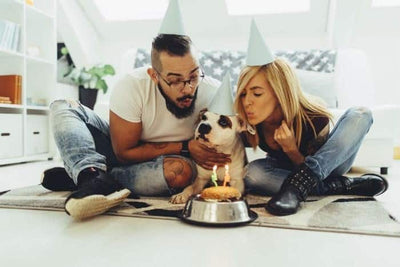 The Humanisation of Pets
