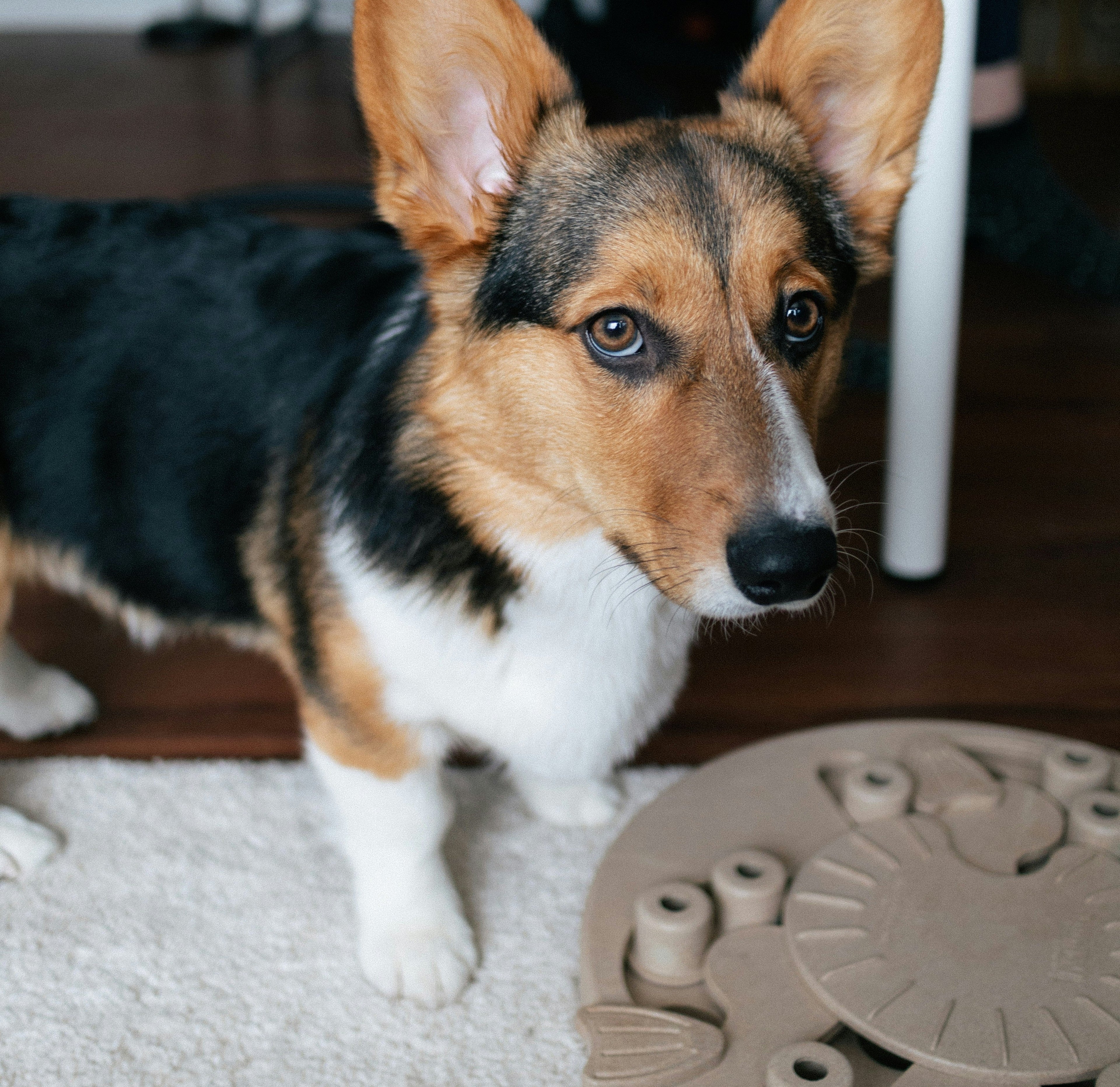 Keep Your Pet Entertained, And Cool, At The Same Time