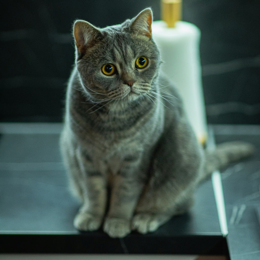 How to train your cat not to jump on counters and tables