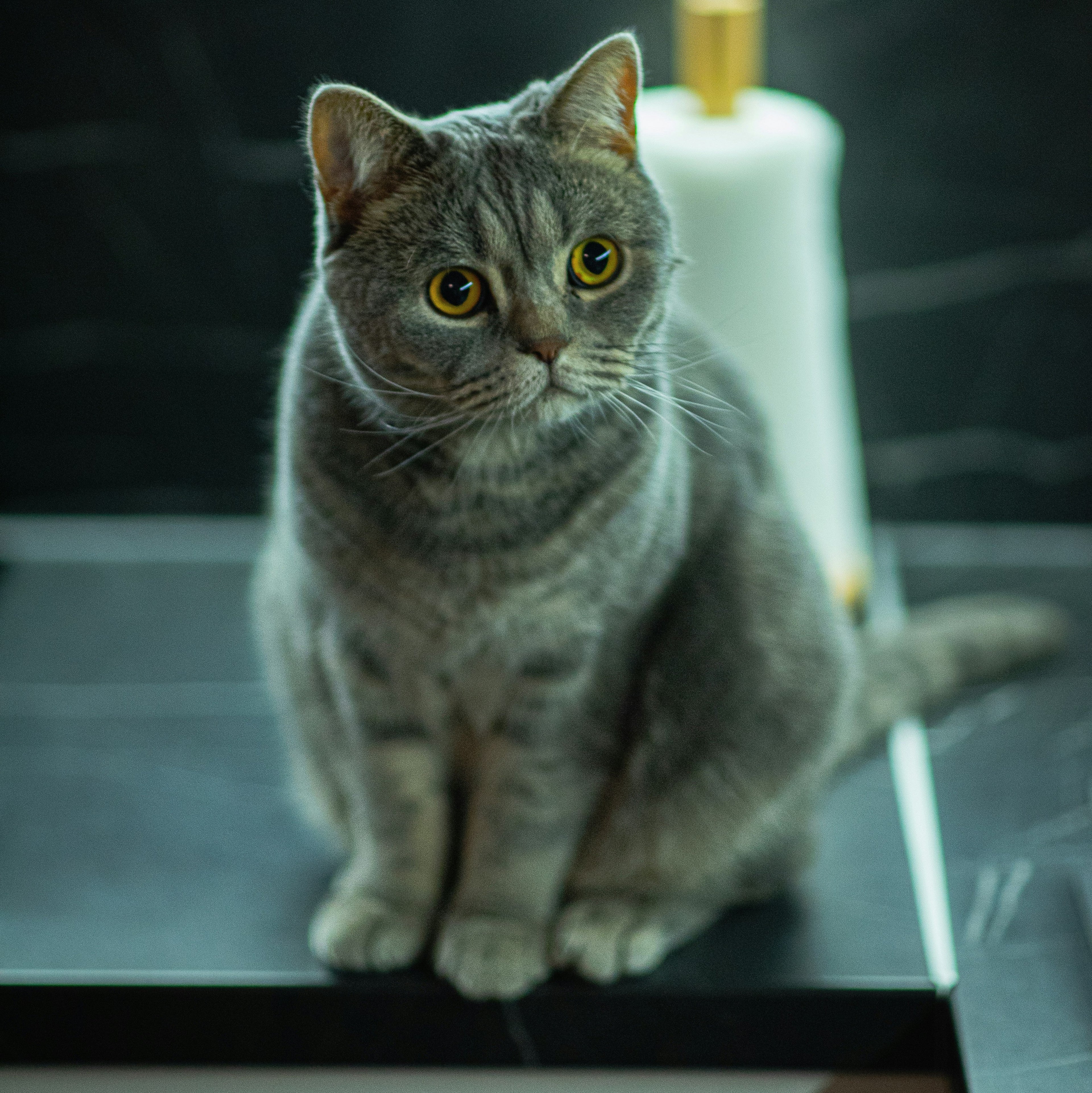 How to train your cat not to jump on counters and tables