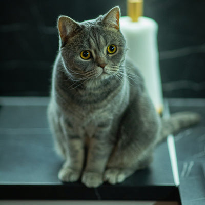 How to train your cat not to jump on counters and tables