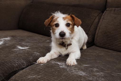 PET CONFETTI