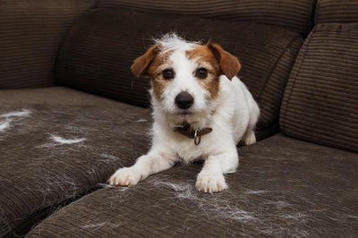 PET CONFETTI