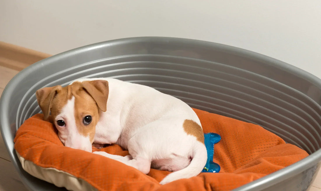How to Choose the Perfect Bed for Your Pet’s Needs?