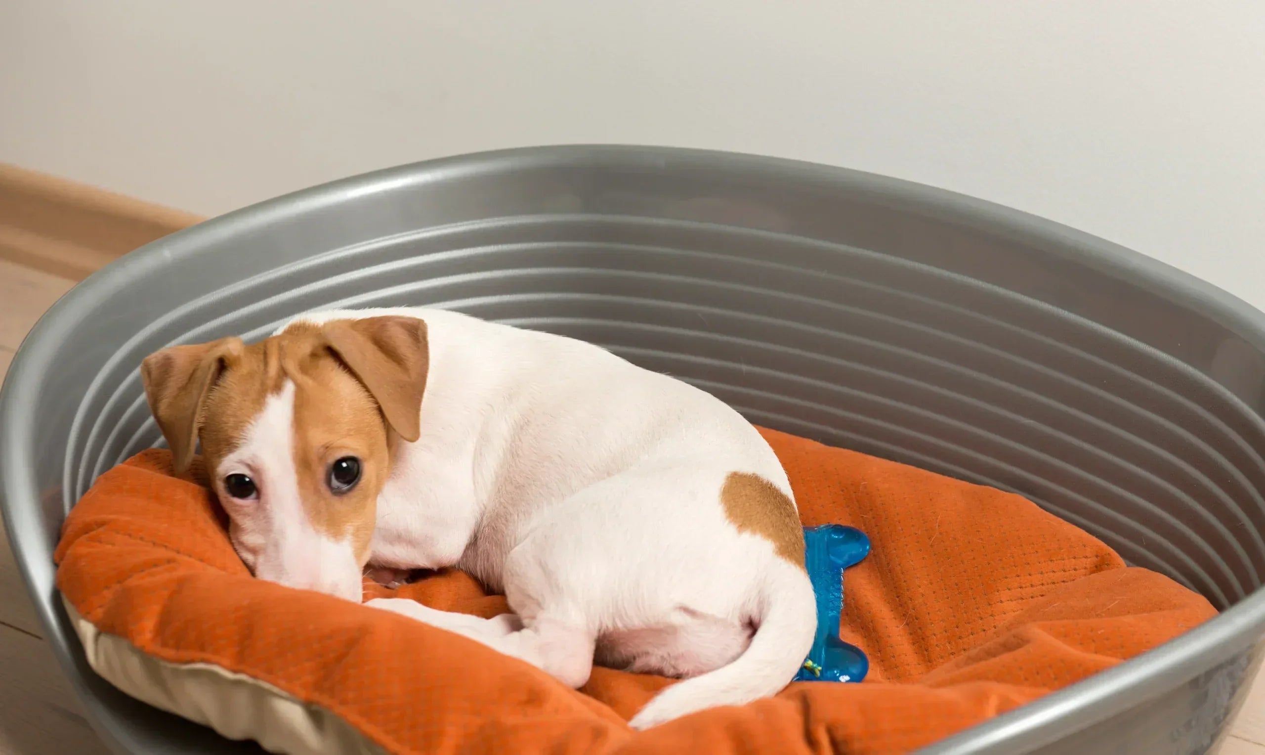 How to Choose the Perfect Bed for Your Pet’s Needs?