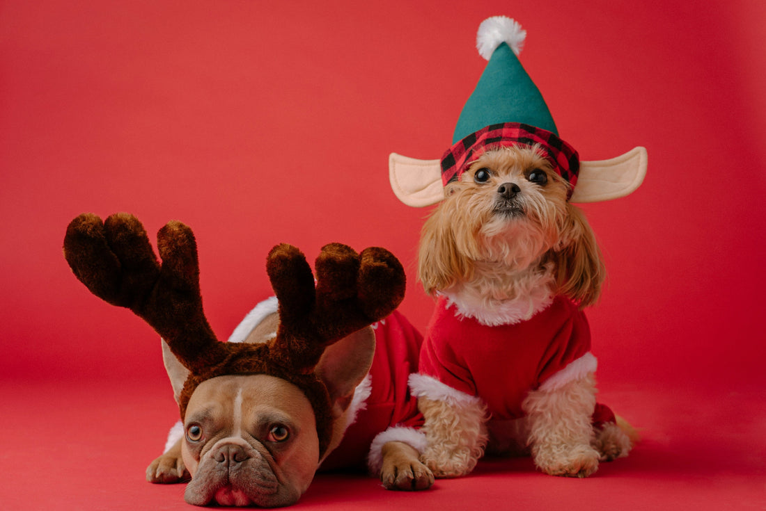 Christmas gift ideas for your pets
