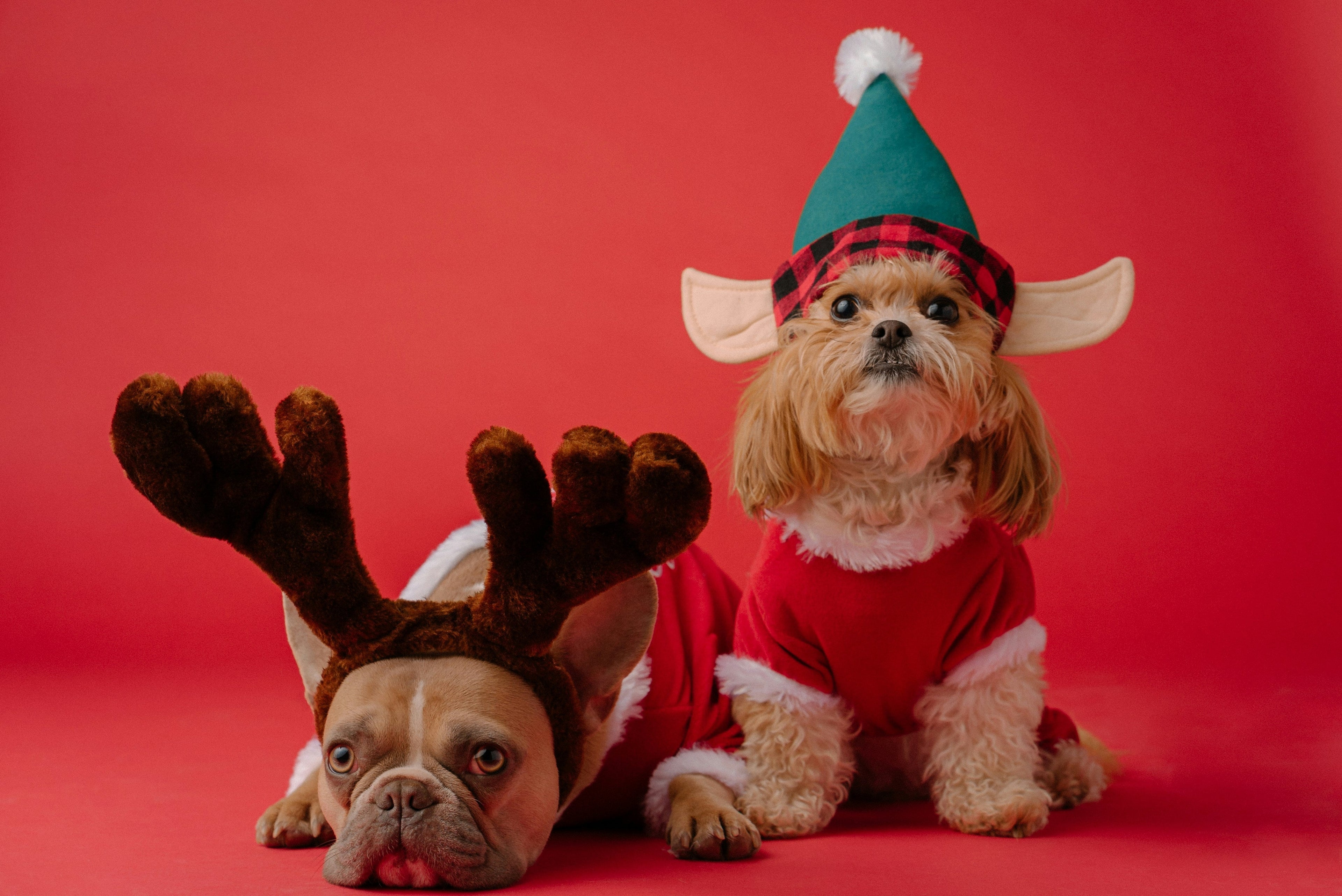 Christmas gift ideas for your pets