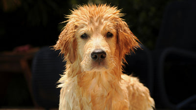 What Does Hypoallergenic Pet Shampoo Really Do